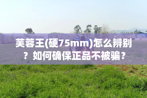 芙蓉王(硬75mm)怎么辨别？如何确保正品不被骗？